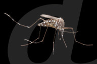 NEWS - Südamerika kämpft gegen den Zika Virus