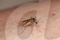NEWS - Südamerika kämpft gegen den Zika Virus