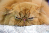 FEATURE - Portland International Katzenausstellung in Texas