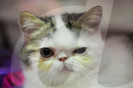 FEATURE - Portland International Katzenausstellung in Texas