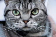 FEATURE - Portland International Katzenausstellung in Texas