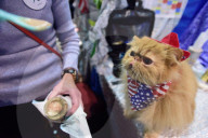 FEATURE - Portland International Katzenausstellung in Texas