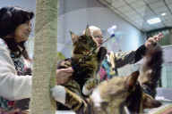 FEATURE - Portland International Katzenausstellung in Texas