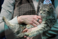 FEATURE - Portland International Katzenausstellung in Texas