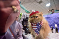 FEATURE - Portland International Katzenausstellung in Texas