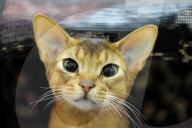 FEATURE - Portland International Katzenausstellung in Texas