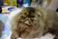 FEATURE - Portland International Katzenausstellung in Texas