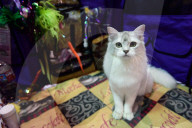 FEATURE - Portland International Katzenausstellung in Texas