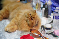 FEATURE - Portland International Katzenausstellung in Texas