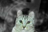 FEATURE - Portland International Katzenausstellung in Texas