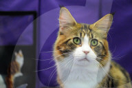 FEATURE - Portland International Katzenausstellung in Texas