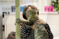 FEATURE - Portland International Katzenausstellung in Texas