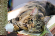 FEATURE - Portland International Katzenausstellung in Texas