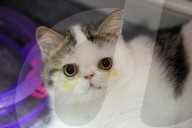 FEATURE - Portland International Katzenausstellung in Texas