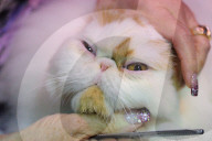 FEATURE - Portland International Katzenausstellung in Texas