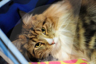 FEATURE - Portland International Katzenausstellung in Texas