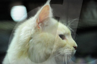 FEATURE - Portland International Katzenausstellung in Texas