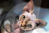 FEATURE - Portland International Katzenausstellung in Texas