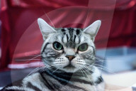 FEATURE - Portland International Katzenausstellung in Texas