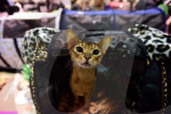 FEATURE - Portland International Katzenausstellung in Texas