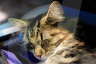 FEATURE - Portland International Katzenausstellung in Texas