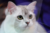 FEATURE - Portland International Katzenausstellung in Texas
