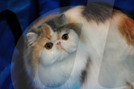 FEATURE - Portland International Katzenausstellung in Texas