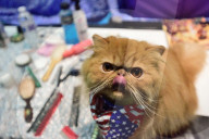 FEATURE - Portland International Katzenausstellung in Texas