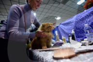 FEATURE - Portland International Katzenausstellung in Texas