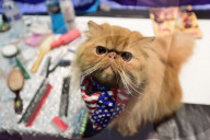 FEATURE - Portland International Katzenausstellung in Texas