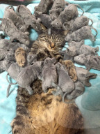 FEATURE - Kater "Mimo" schläft am liebsten mit seinen Mäusen