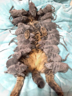 FEATURE - Kater "Mimo" schläft am liebsten mit seinen Mäusen