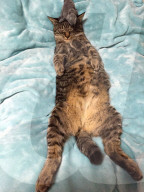 FEATURE - Kater "Mimo" schläft am liebsten mit seinen Mäusen