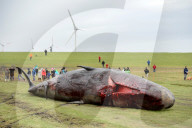 NEWS - Acht tote Pottwale bei Dithmarschen an der Nordsee gestrandet