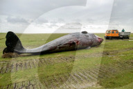 NEWS - Acht tote Pottwale bei Dithmarschen an der Nordsee gestrandet