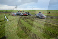 NEWS - Acht tote Pottwale bei Dithmarschen an der Nordsee gestrandet