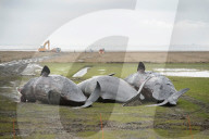 NEWS - Acht tote Pottwale bei Dithmarschen an der Nordsee gestrandet