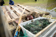 NEWS - Acht tote Pottwale bei Dithmarschen an der Nordsee gestrandet