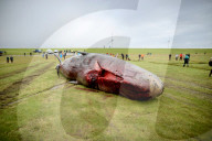 NEWS - Acht tote Pottwale bei Dithmarschen an der Nordsee gestrandet