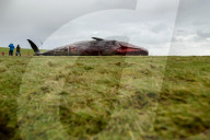 NEWS - Acht tote Pottwale bei Dithmarschen an der Nordsee gestrandet
