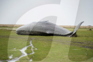 NEWS - Acht tote Pottwale bei Dithmarschen an der Nordsee gestrandet