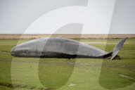 NEWS - Acht tote Pottwale bei Dithmarschen an der Nordsee gestrandet