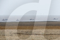 NEWS - Acht tote Pottwale bei Dithmarschen an der Nordsee gestrandet