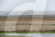 NEWS - Acht tote Pottwale bei Dithmarschen an der Nordsee gestrandet