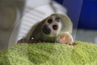 FEATURE - Rührend: Stofftiere für verwaiste Tierkinder 
