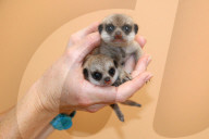 FEATURE - Endlich wieder Meerkatzen-Babys im Taronga Zoo