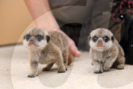 FEATURE - Endlich wieder Meerkatzen-Babys im Taronga Zoo