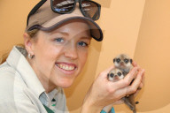FEATURE - Endlich wieder Meerkatzen-Babys im Taronga Zoo
