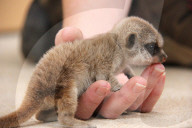 FEATURE - Endlich wieder Meerkatzen-Babys im Taronga Zoo