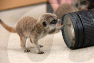 FEATURE - Endlich wieder Meerkatzen-Babys im Taronga Zoo